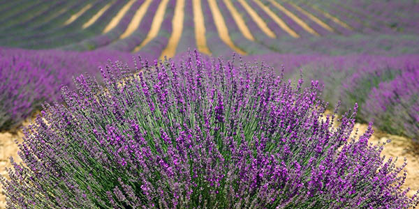 Escapada al Festival de la lavanda de Brihuega desde 49€ en hotel rural con cancelación gratis