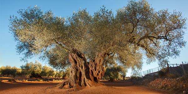 Escapada a los Olivos milenarios del Territorio Sénia desde solo 38€/noche con cancelación gratis